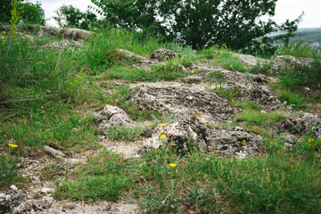 Wild flowers at sunset in the mountains. Russia