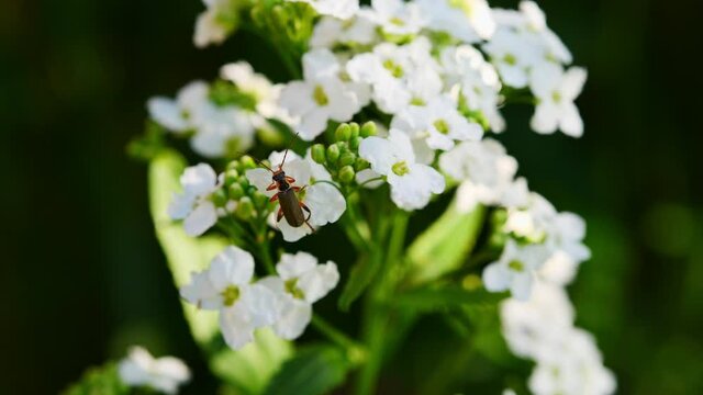 The fireman beetle is a red-legged soft-footed beetle on a cluster of small white horseradish flowers swaying in the wind.