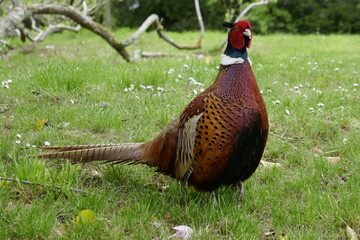 Pheasant