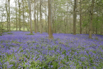 Bluebell wood in Spring