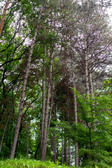The path in the spring park. After the rain.