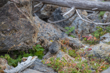 Pika sitting on a rock