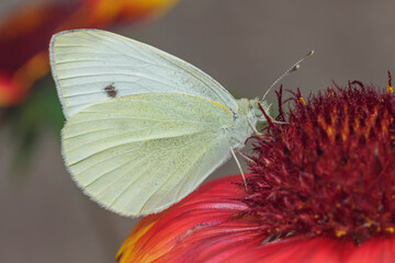 white and yellow butterfly collects pollen from a red flower side view