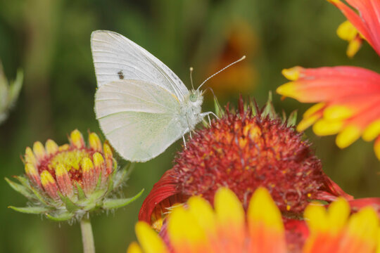 white butterfly collects pollen from a red flower