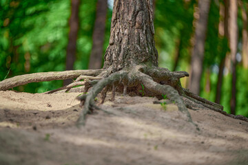 lizard in the forest
