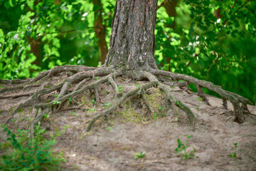 roots of tree