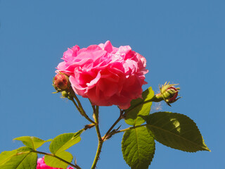 Pink rose close-up on a blue sky background