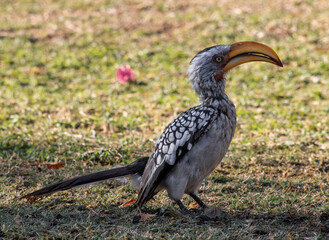 Bird from Namibia