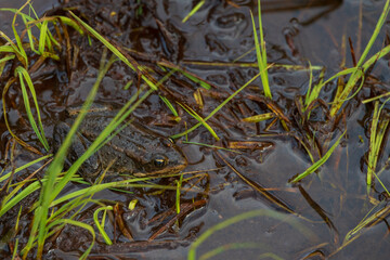 Frog in boggy water