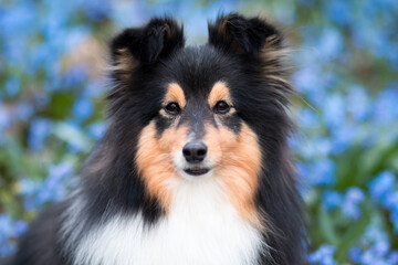 Fototapeta na wymiar Sweet attentive black white shetland sheepdog, sheltie outdoors on a field of blooming blue scilla snowdrops. Adorable small collie, little lassie portrait with first spring lily of the valley
