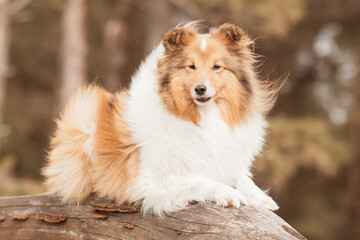 Smart, fluffy, beautiful sable white shetland sheepdog, sheltie lies on the wood with dark background. Sweet little collie, lassie dog sepia colored portrait in the park. Attentive famous lassie dog