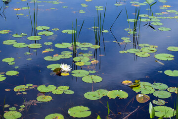 lilly pads on the pond of moore state park,