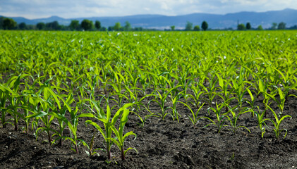 Green corn field in sun light. Young corn plants. Maize seedling in agricultural farm.