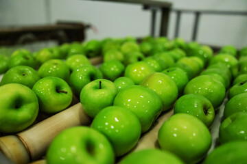 Ripe green apples freshly washed in focus. The process of production, sorting and distribution of...