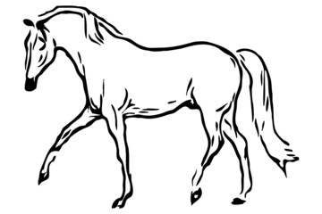 Plakat Vector image of a black horse on white background. For use as icons or in other graphics and illustrations. 