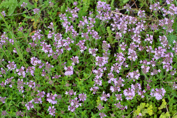 Thyme (Thymus serpyllum) blooms in nature