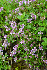 Thyme (Thymus serpyllum) blooms in nature