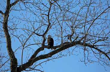 Bald eagle on the tree - Reelfoot Lake State Park, Tennessee