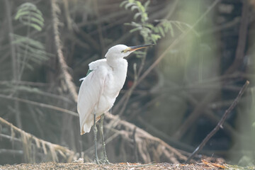 Little egret or small heron in bamboo tree. Little egret with breeding plumage in breeding season