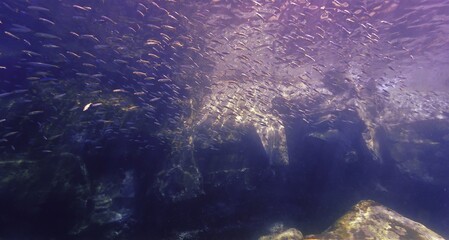 Fototapeta premium Underwater landscape with lots of fish