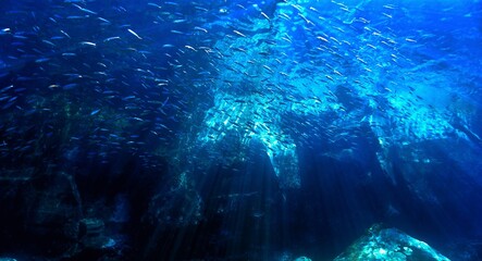Fototapeta na wymiar Underwater landscape with lots of fish