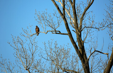 Golden eagle - Reelfoot Lake State Park, Tennessee