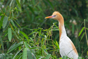 Cattle egret or small heron in bamboo tree. Cattle egret with breeding plumage in breeding season