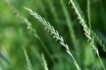 In the meadow growing cereal plant grass Elymus repens