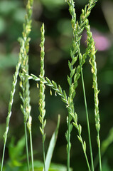 In the meadow growing cereal plant grass Elymus repens