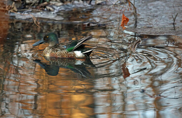 Northern shoveler duck - Reelfoot Lake State Park, Tennessee