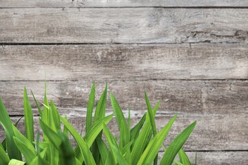 Fresh green grass on wooden background with copy space, natural light