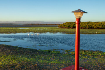 faro en laguna con patos en el fondo nadando