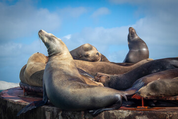 lobos marinos descansando dormidos bajo el sol en la playa