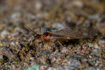 Adult greenfly with wings
