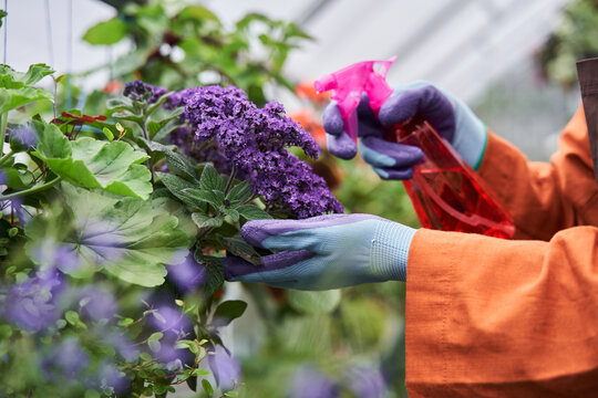 Female Gardener Wearing Gloves Spraying With Fertilizer At The Violet Flowers