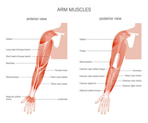 Muscular system arms - obrazy, fototapety, plakaty