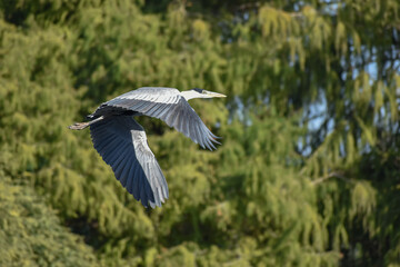 cocoi heron (Ardea cocoi) in flight in a park in Buenos Aires