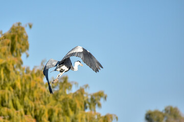 cocoi heron (Ardea cocoi) in flight in a park in Buenos Aires