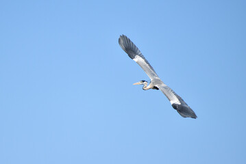cocoi heron (Ardea cocoi) in flight in a park in Buenos Aires
