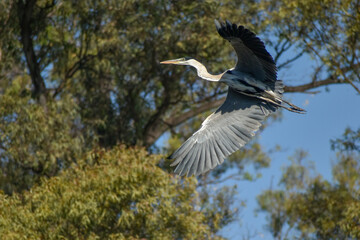 cocoi heron (Ardea cocoi) in flight in a park in Buenos Aires