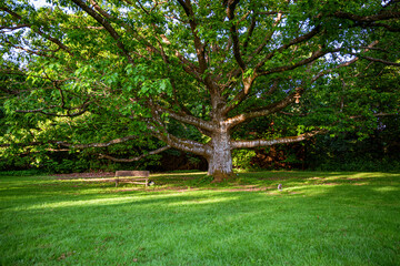 in the shade of an old oak tree in a green meadow