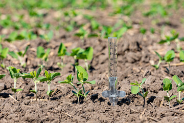 Rain gauge in soybean field. Drought, dry weather and farming concept. - obrazy, fototapety, plakaty