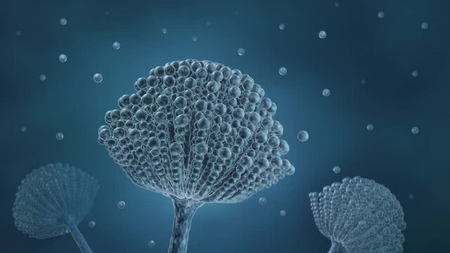 Aspergillus, Mold fungi can cause lung infection