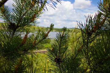 Pine trees with cones overlooking the pond