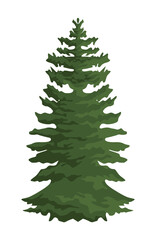 pine tree leafy