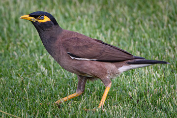 Mauritius bird