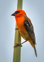 Mauritius bird