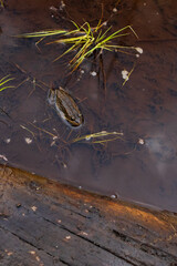 Frog in boggy water