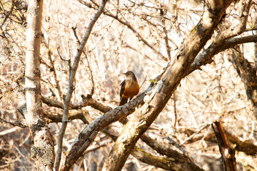 bird in a tree branch