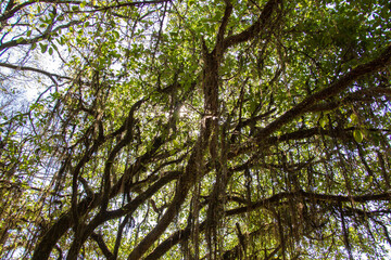 trees in the forest against the sky